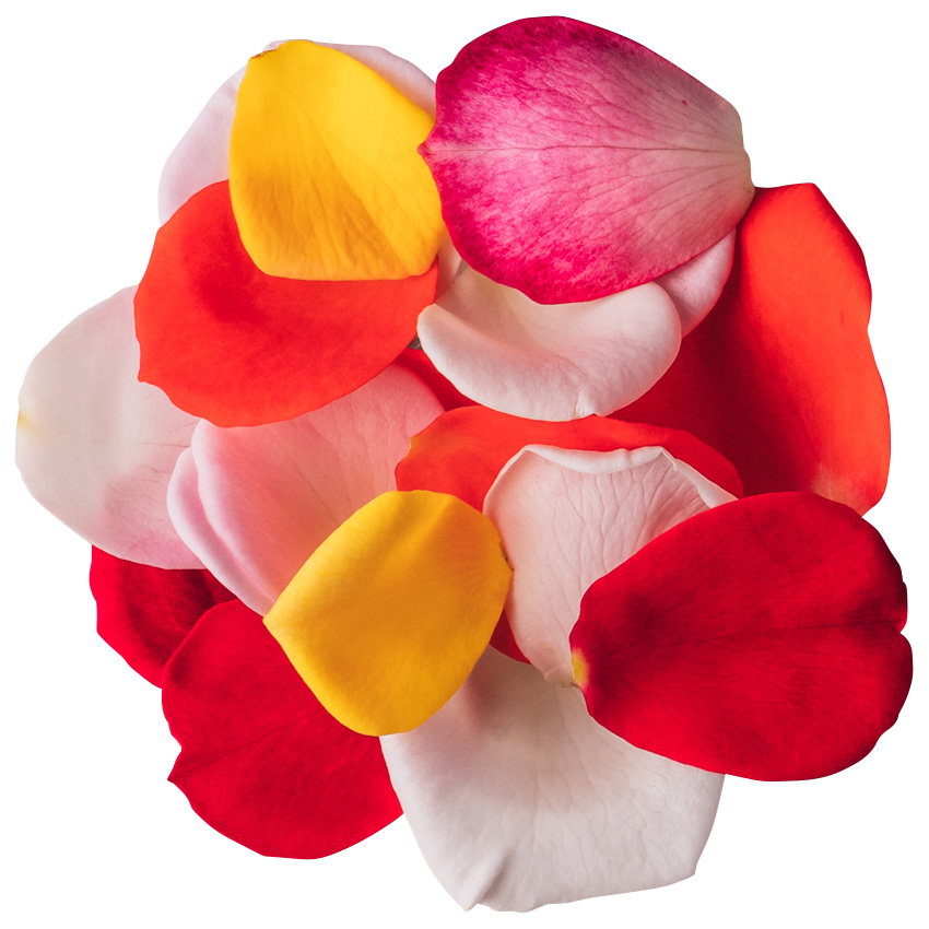 Nobel Rose / 花びらMIX 30枚《品種ランダム》