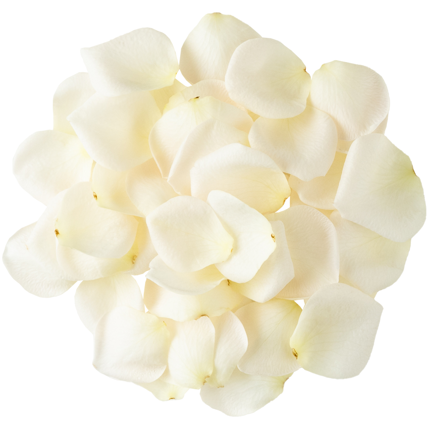 Nobel Rose / 花びらミニバラホワイト《セントラルティアラ》50枚
