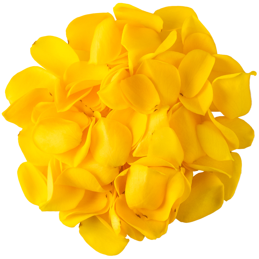 Nobel Rose / 花びらミニバライエロー《セントラルシャイニー》100枚