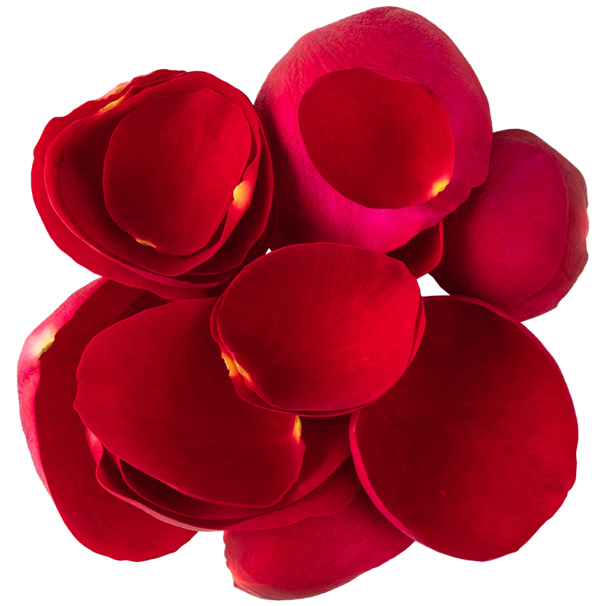 Nobel Rose / 花びらロゼット咲大輪レッド《ルージュロワイヤル》10g