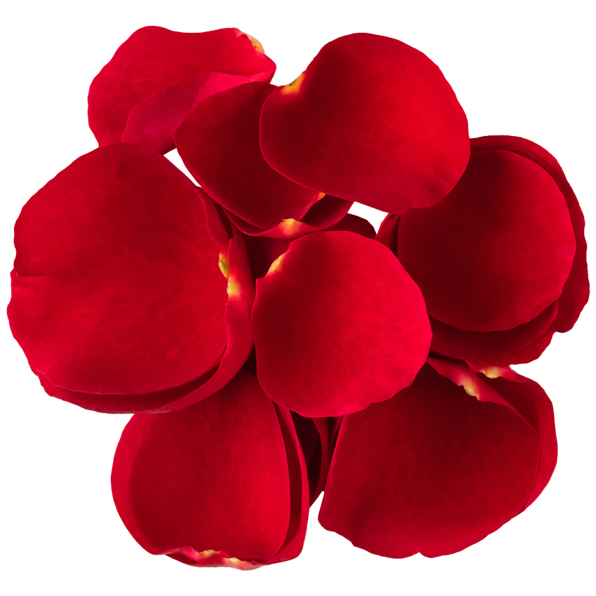 Nobel Rose / 花びらロゼット咲大輪レッド《ルージュロワイヤル》20g