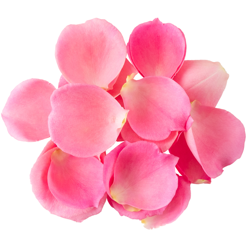 Nobel Rose / 花びらピンク《オーバーナイトセンセーション》10g