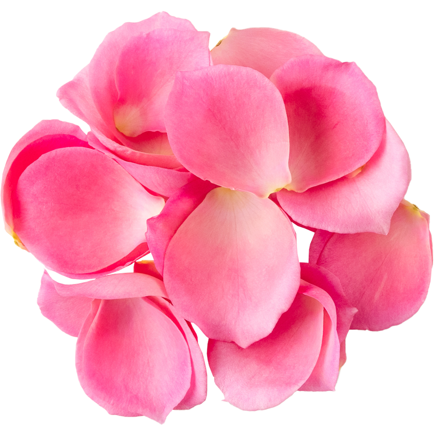 Nobel Rose / 花びらピンク《オーバーナイトセンセーション》20g