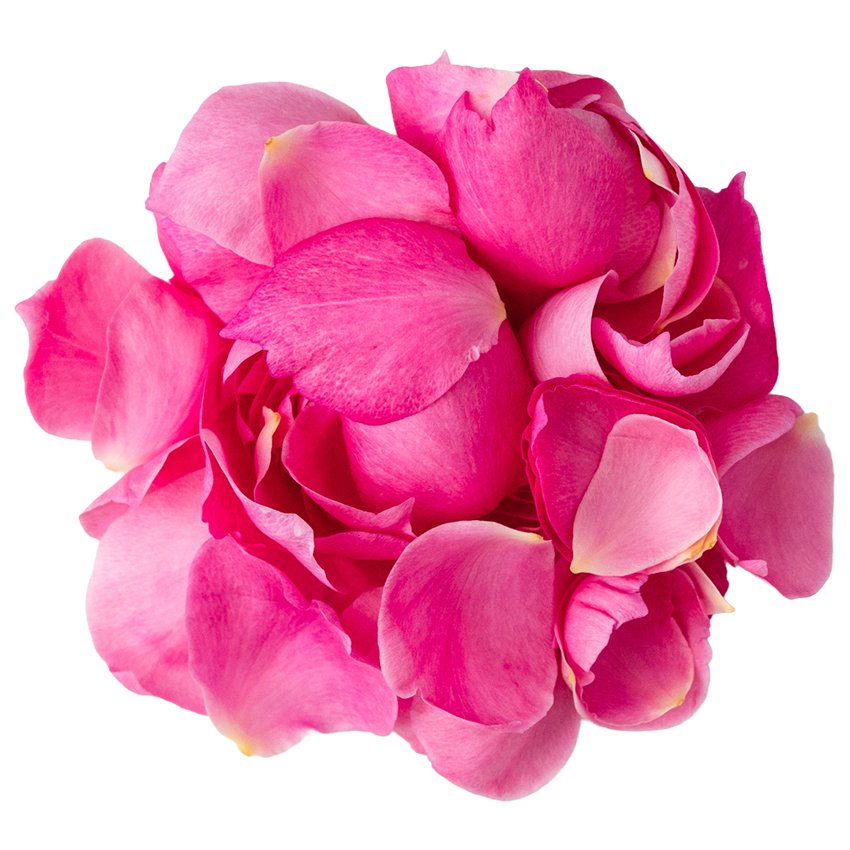 Nobel Rose / 花びらカップ咲大輪ピンク《トワパルファン》10g