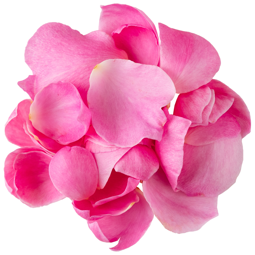 Nobel Rose / 花びらカップ咲大輪ピンク《トワパルファン》20g