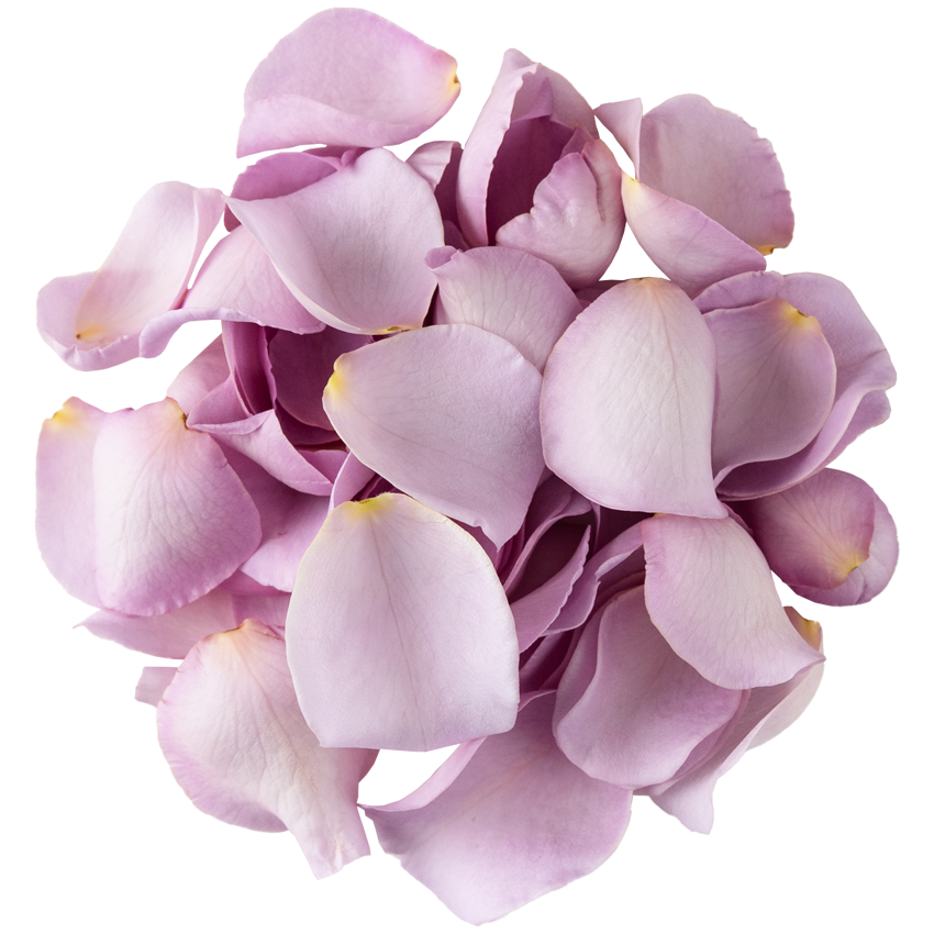 Nobel Rose / 花びらパープル《ラブリーブルー》10g