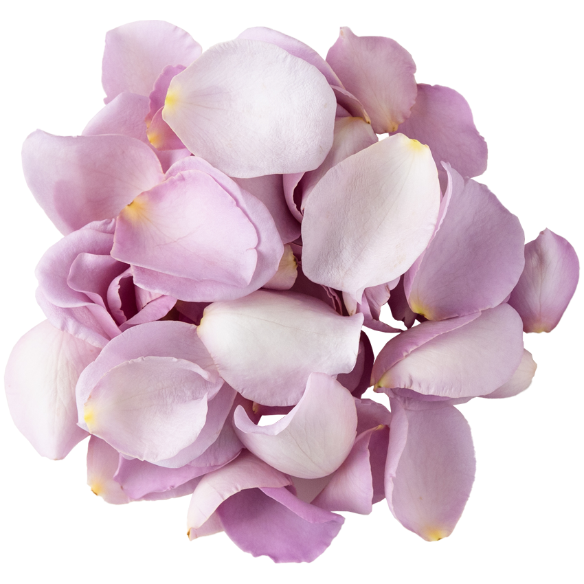 Nobel Rose / 花びらパープル《ラブリーブルー》20g