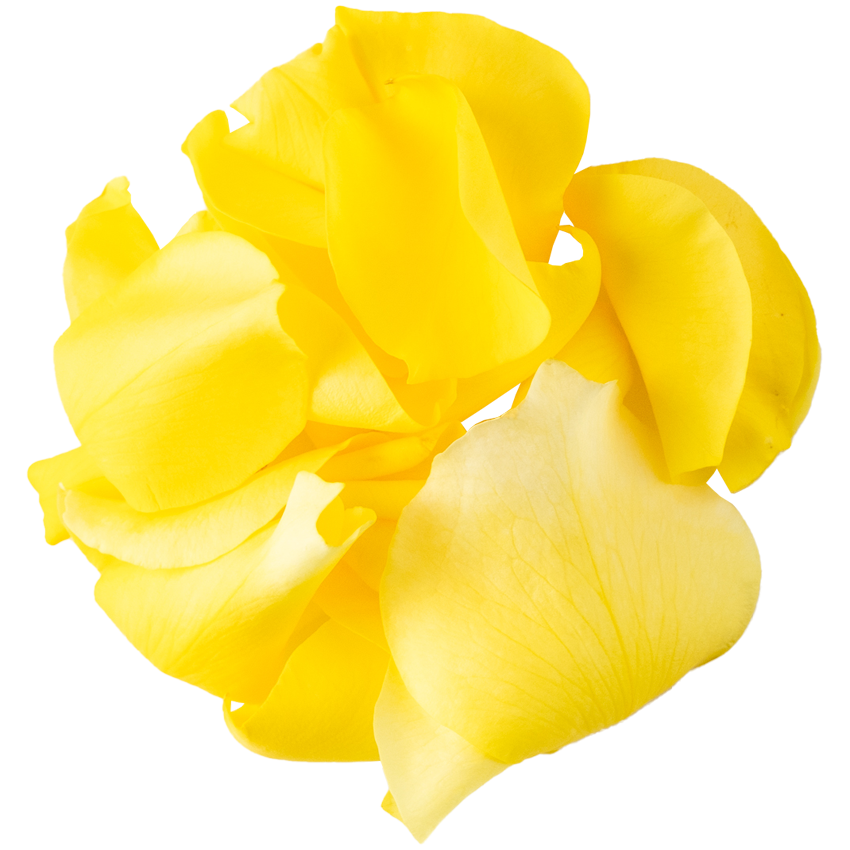 Nobel Rose / 花びら中輪イエロー《フリージア》10g