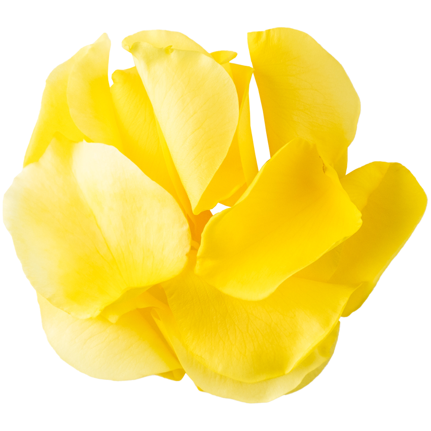 Nobel Rose / 花びら中輪イエロー《フリージア》20g