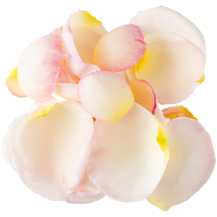 Nobel Rose / 花びらロゼット咲中輪ホワイト《ボレロ》10g