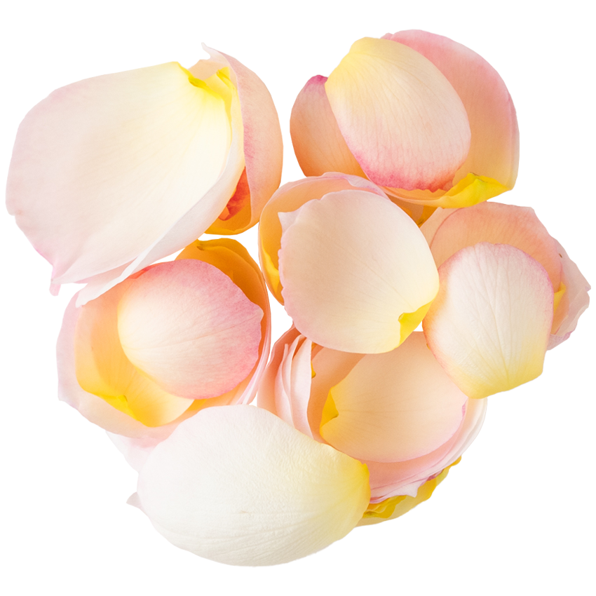 Nobel Rose / 花びらロゼット咲中輪ホワイト《ボレロ》20g