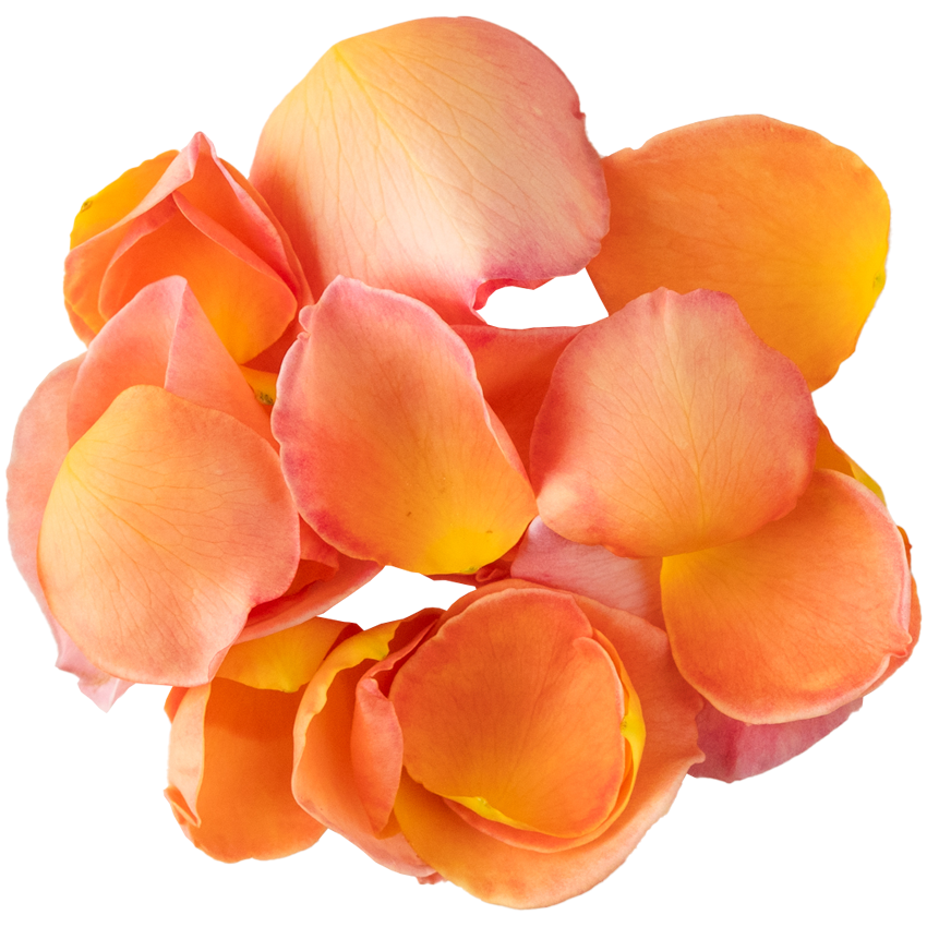 Nobel Rose / 花びらアプリコットピンク《G.D.ルイーズ》 10g