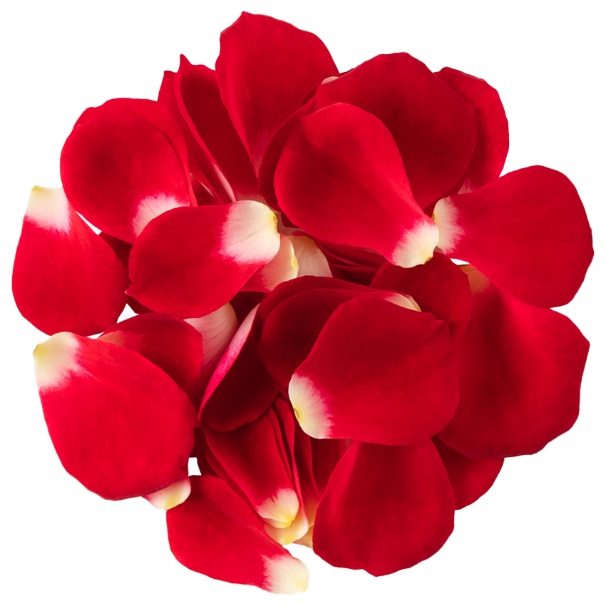 Nobel Rose / 花びらミニバラレッド《ショートケーキ》 10g