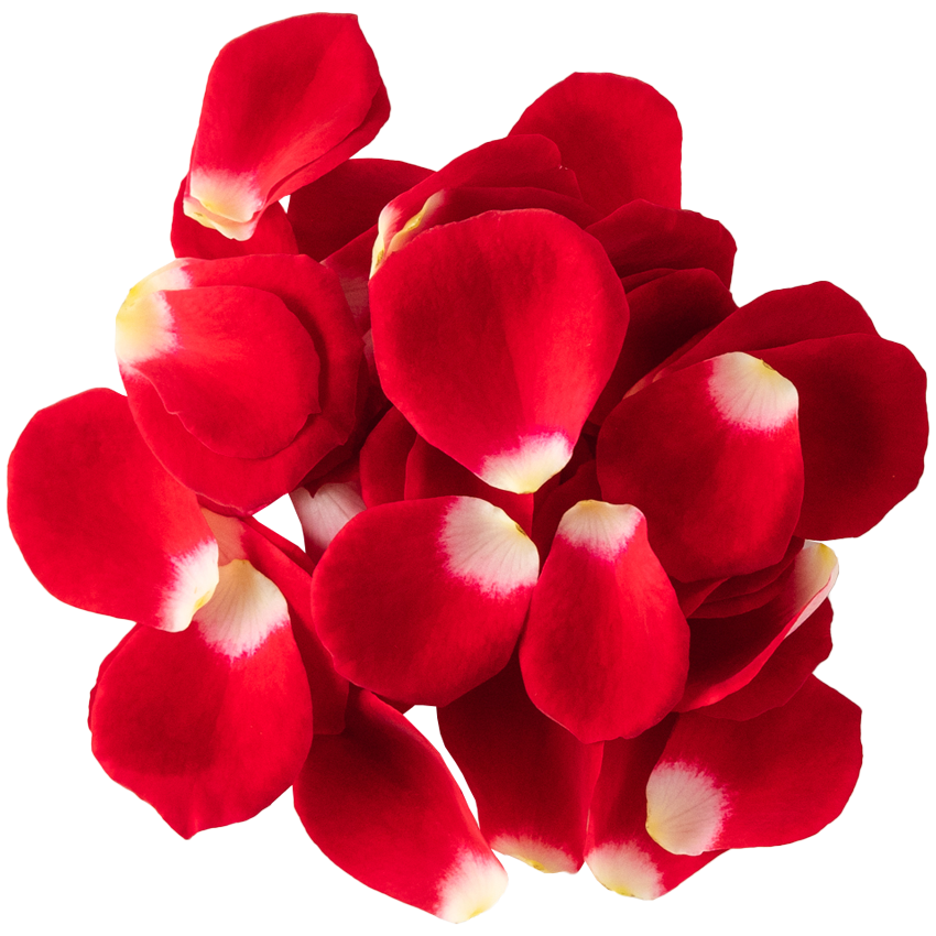 Nobel Rose / 花びらミニバラレッド《ショートケーキ》 25g