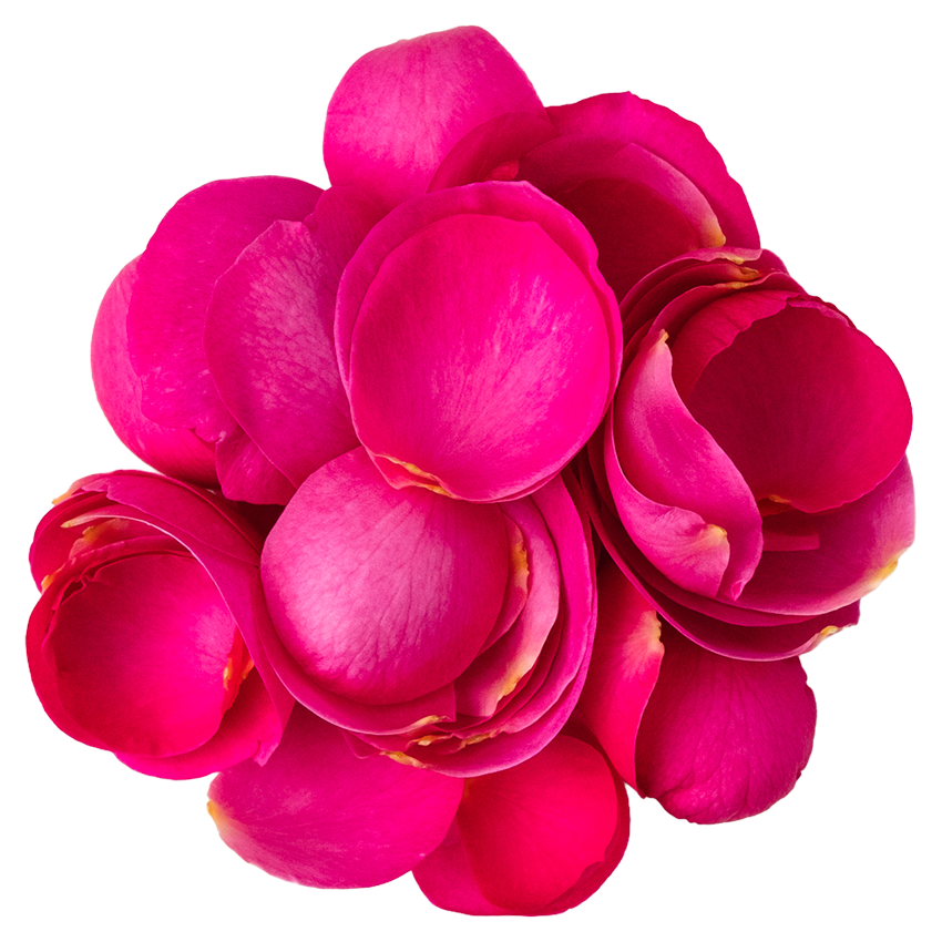 Nobel Rose / 花びら芍薬咲大輪ピンク《イブピアッチェ》10g