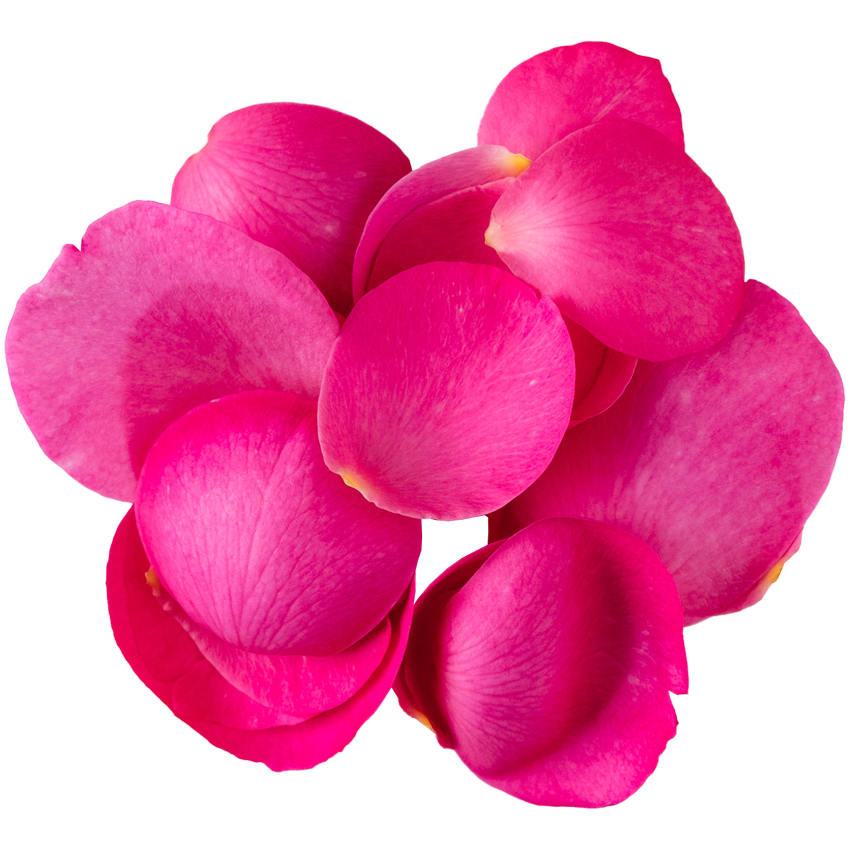 Nobel Rose / 花びら芍薬咲大輪ピンク《イブピアッチェ》20g