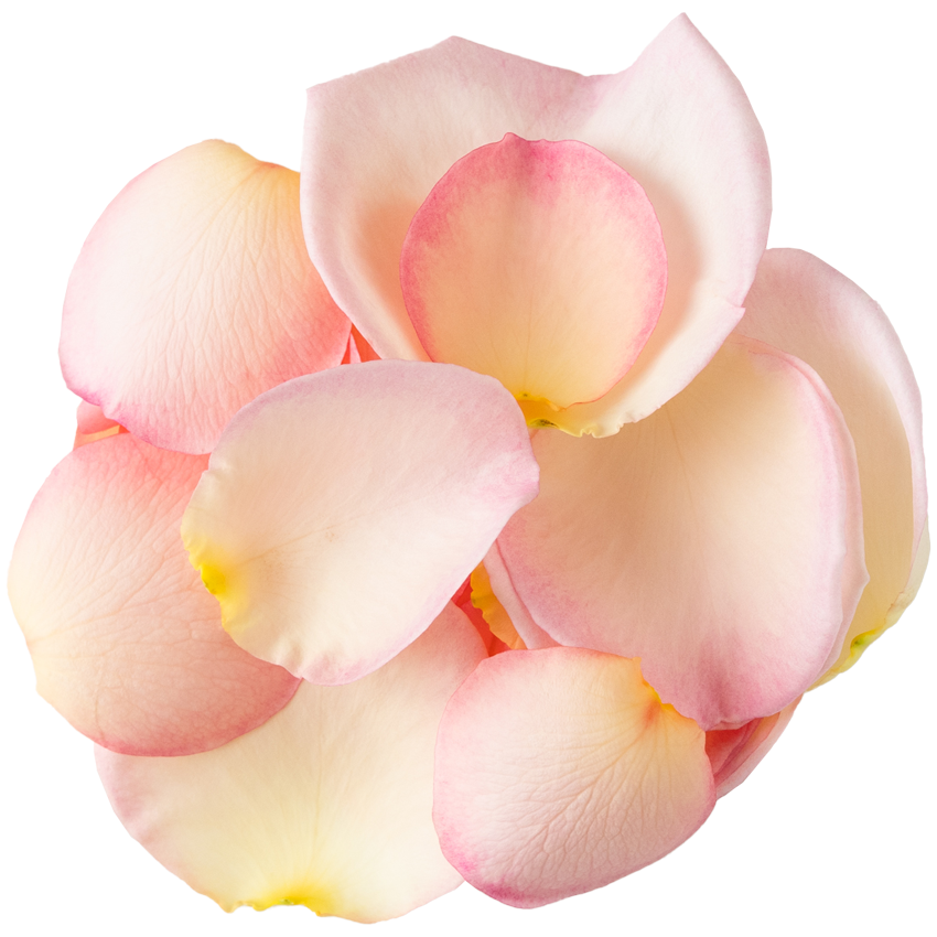 Nobel Rose / 花びら大輪パール《マイガーデン》10g