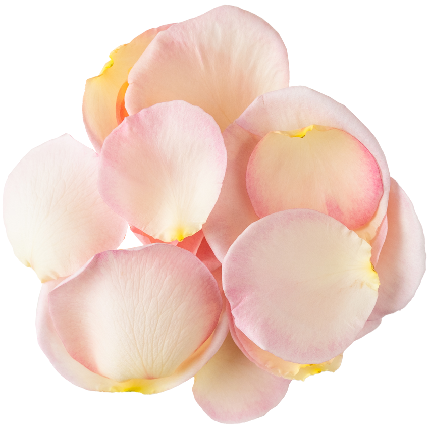Nobel Rose / 花びら大輪パール《マイガーデン》20g