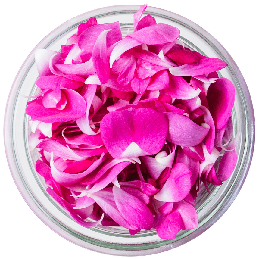 Nobel Rose / 花びら八重咲パープル《スイートチャリオット》 10g【強香性】