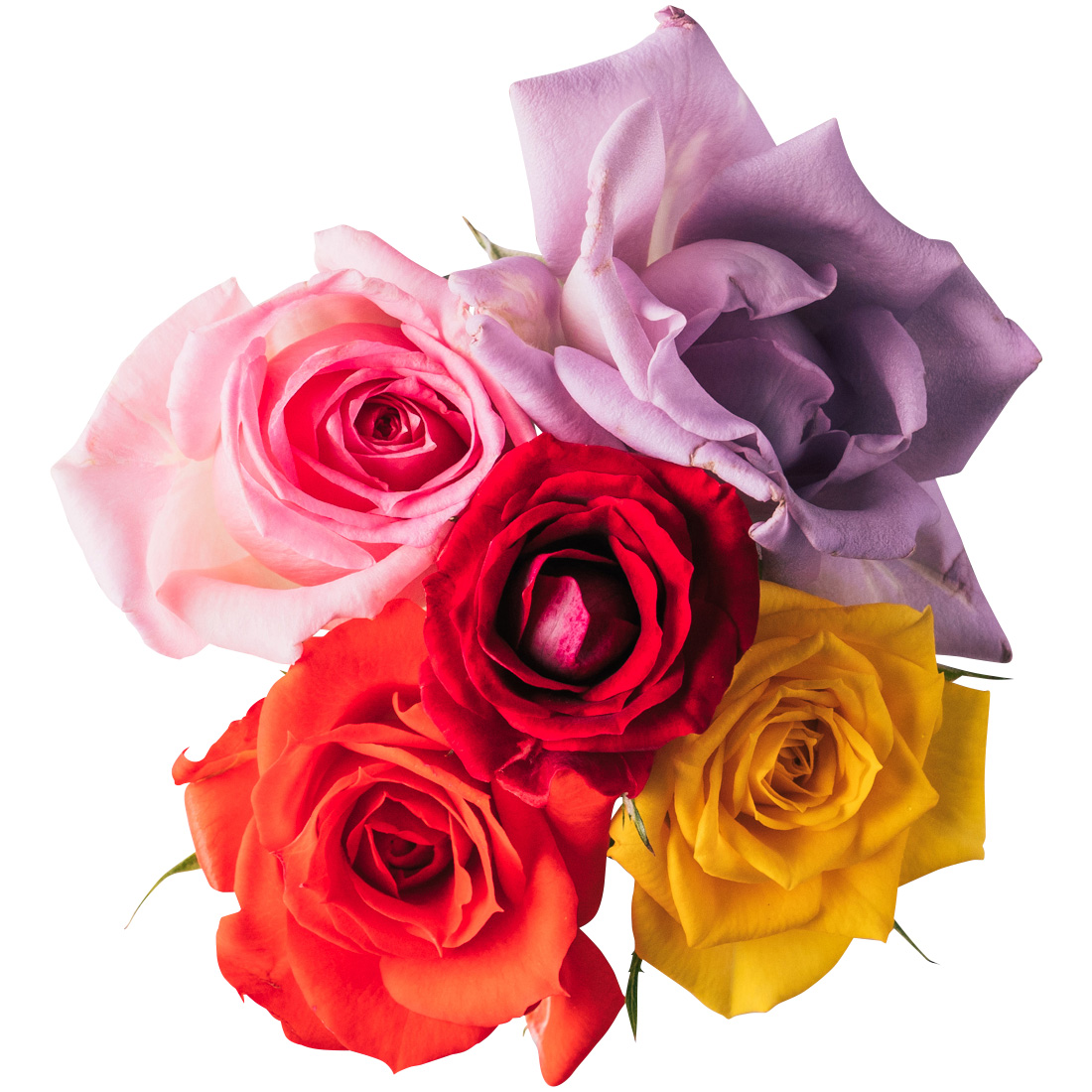 Nobel Rose / MIX 5輪《品種ランダム》