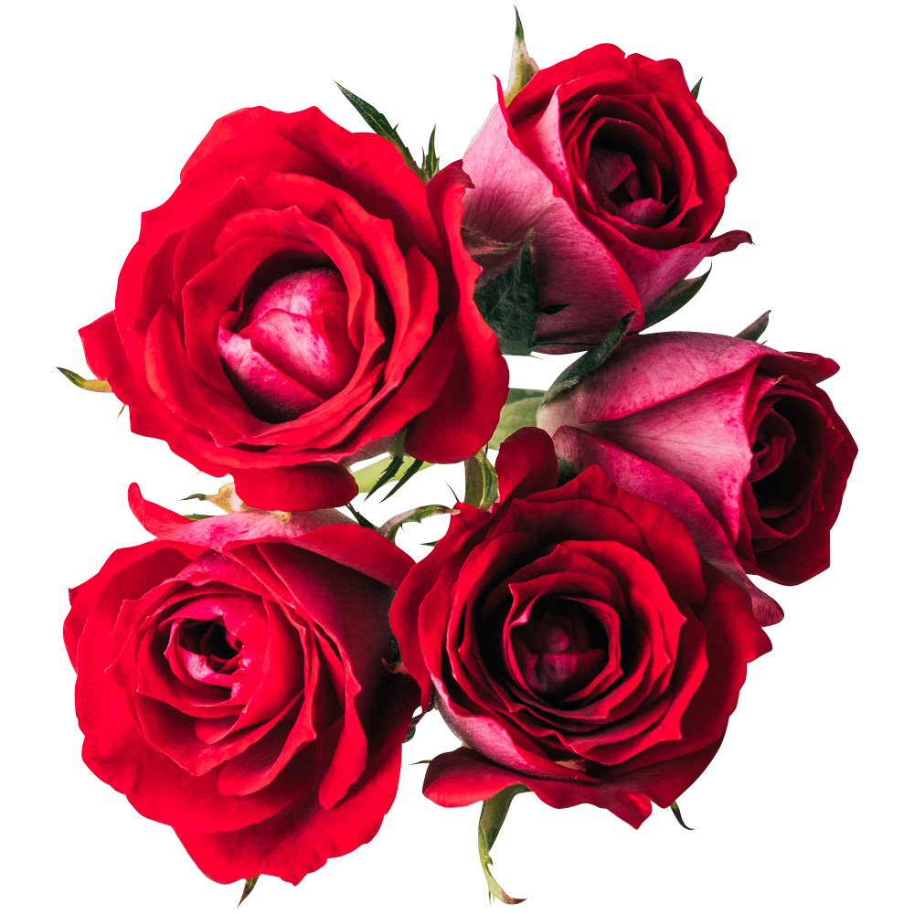 Nobel Rose / ミニバラレッド 5輪《ショートケーキ》