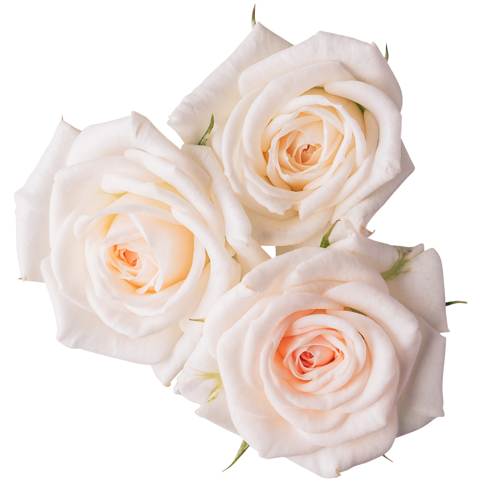 Nobel Rose / ミニバラホワイト 3輪《セントラルティアラ》