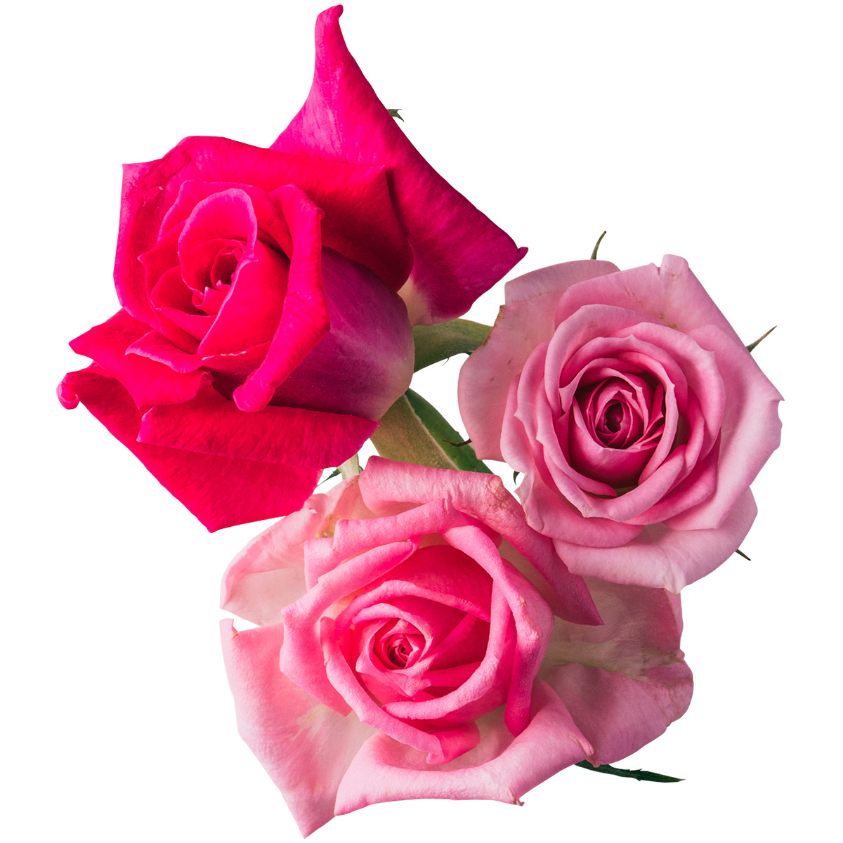 Nobel Rose / ピンクMIX 3輪《オーバーナイトセンセーション等》