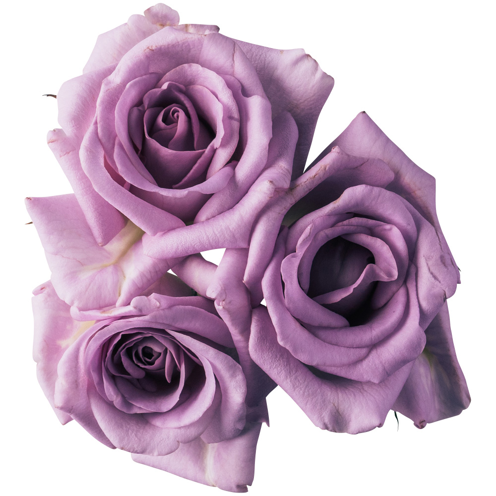 Nobel Rose / パープル 3輪《ラブリーブルー》