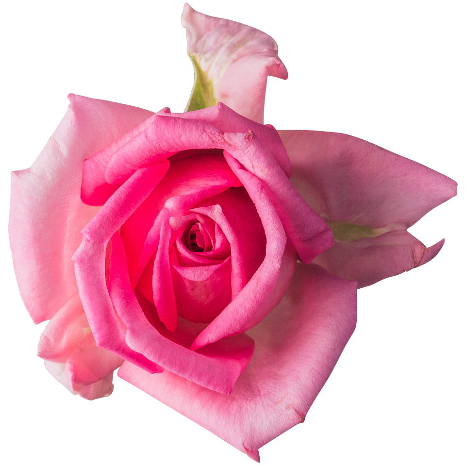 Nobel Rose / ピンク《オーバナイトセンセーション》1輪【強香性】