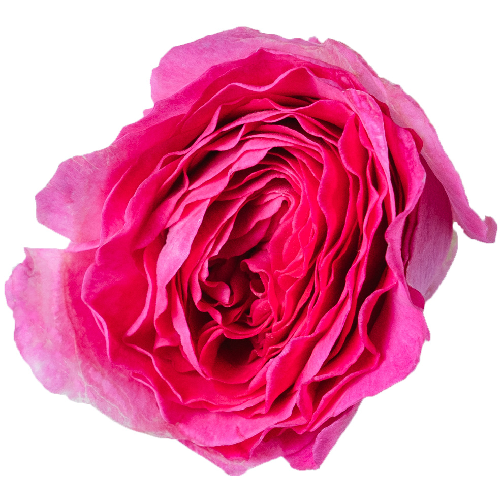 Nobel Rose / ロゼット咲中輪ピンク《フォーランマリア》1輪【強香性】