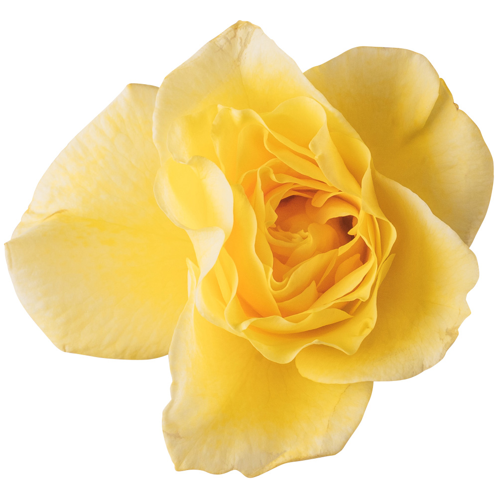 Nobel Rose / 中輪イエロー《フリージア》1輪【強香性】
