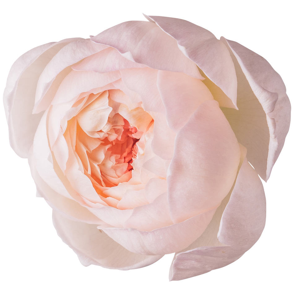 Nobel Rose / ロゼット咲中輪ホワイト《ボレロ》1輪【強香性】
