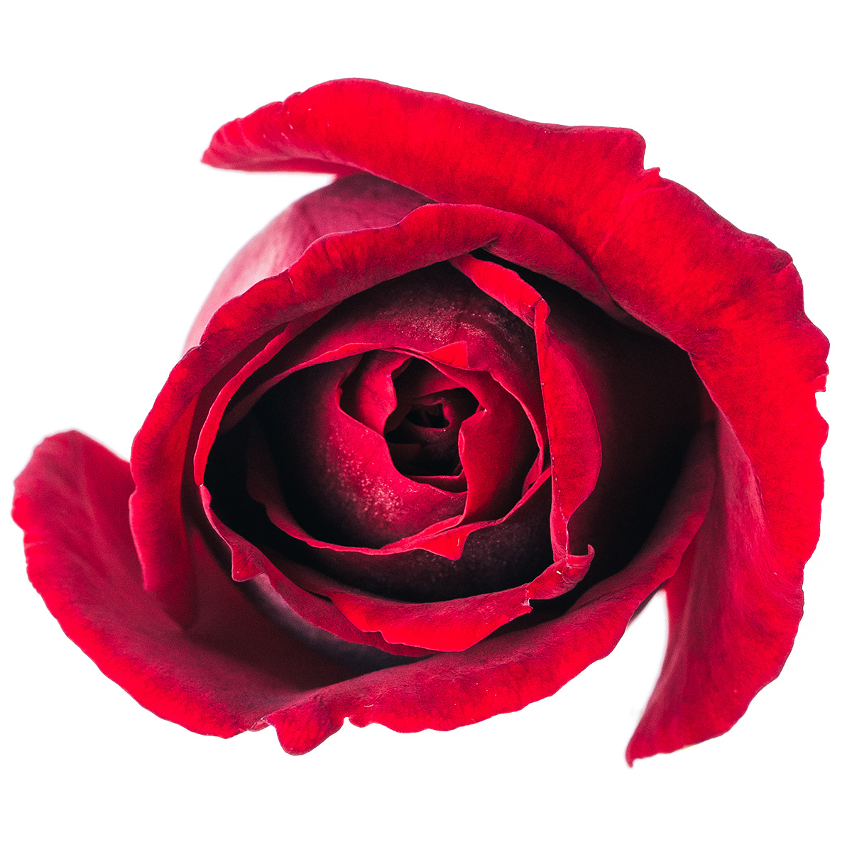 Nobel Rose / 大輪レッド《サムライ'66》1輪