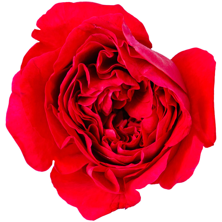 Nobel Rose / ロゼット咲大輪レッド《ルージュロワイヤル》1輪【強香性】