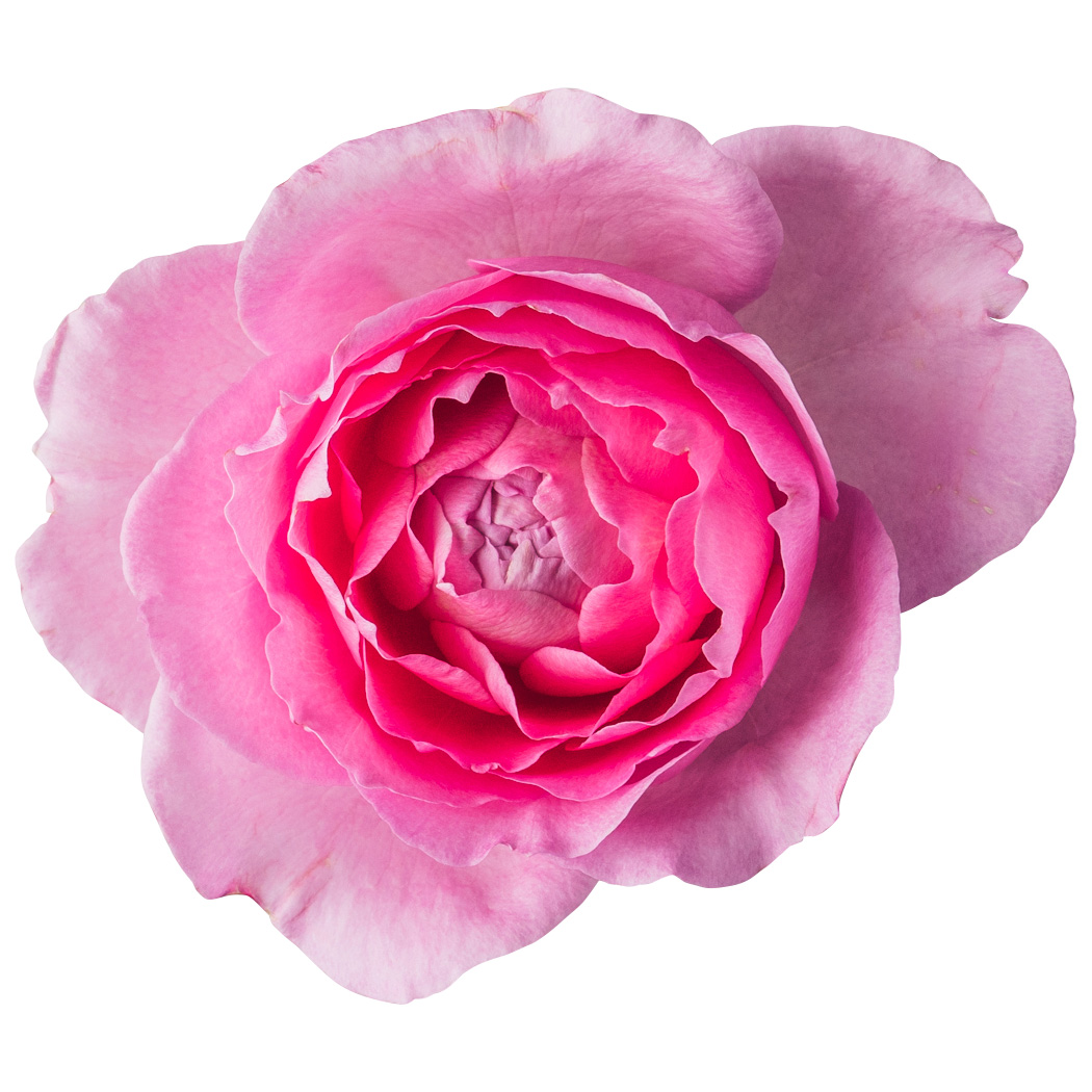 Nobel Rose / カップ咲大輪ピンク《トワパルファン》1輪【強香性】