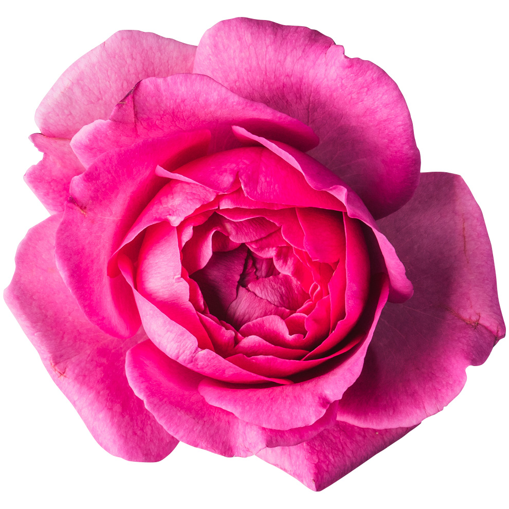 Nobel Rose / 芍薬咲大輪ピンク《イブピアッチェ》1輪【強香性】