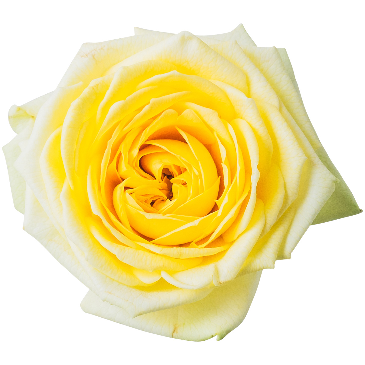 Nobel Rose / 大輪イエロー《快挙》1輪【強香性】