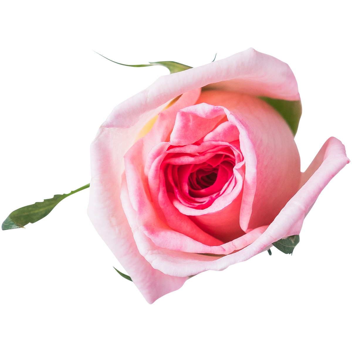 Nobel Rose / 大輪パール《マイガーデン》1輪【強香性】