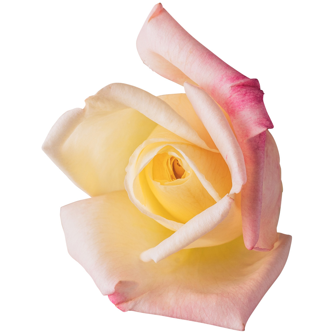 Nobel Rose / 大輪クリーム/ピンク《ダブルデライト》1輪【強香性】