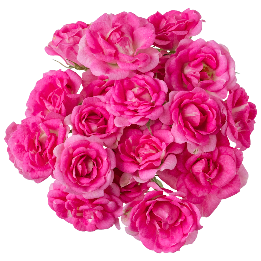 Rosa Renova / ロゼッタ 小花ピンク 20輪