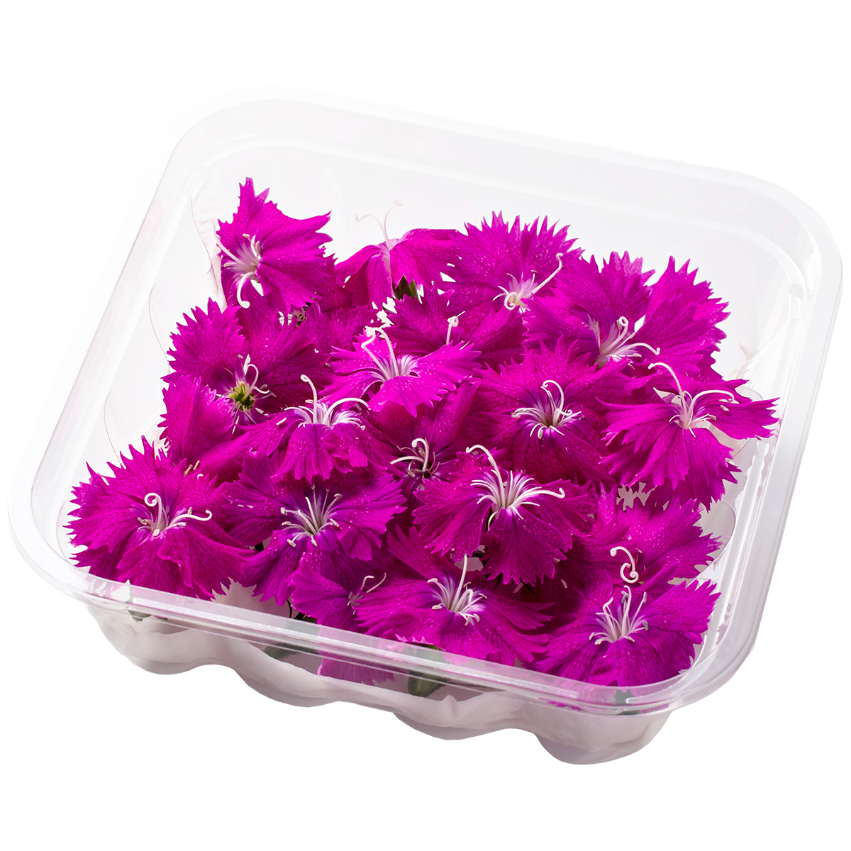 SANOKA / ナデシコ オーキッド 20輪