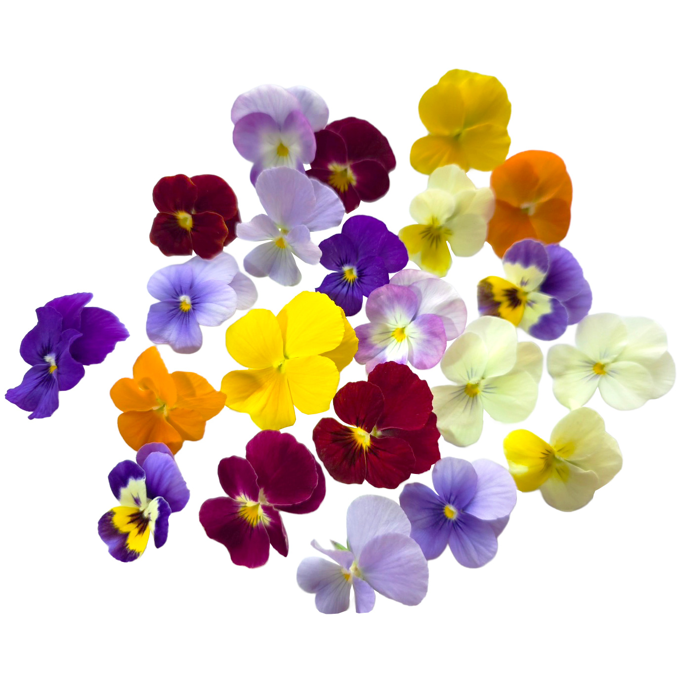 SANOKA / ビオラ MIX 20輪