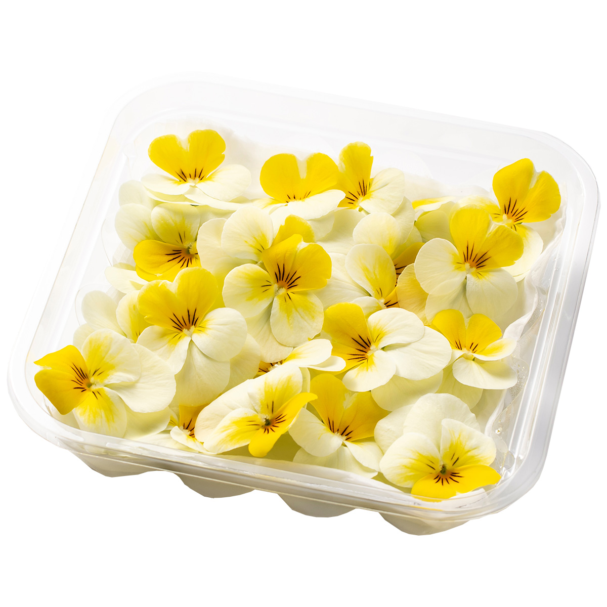 SANOKA / ビオラ クリームイエローリップ 20輪