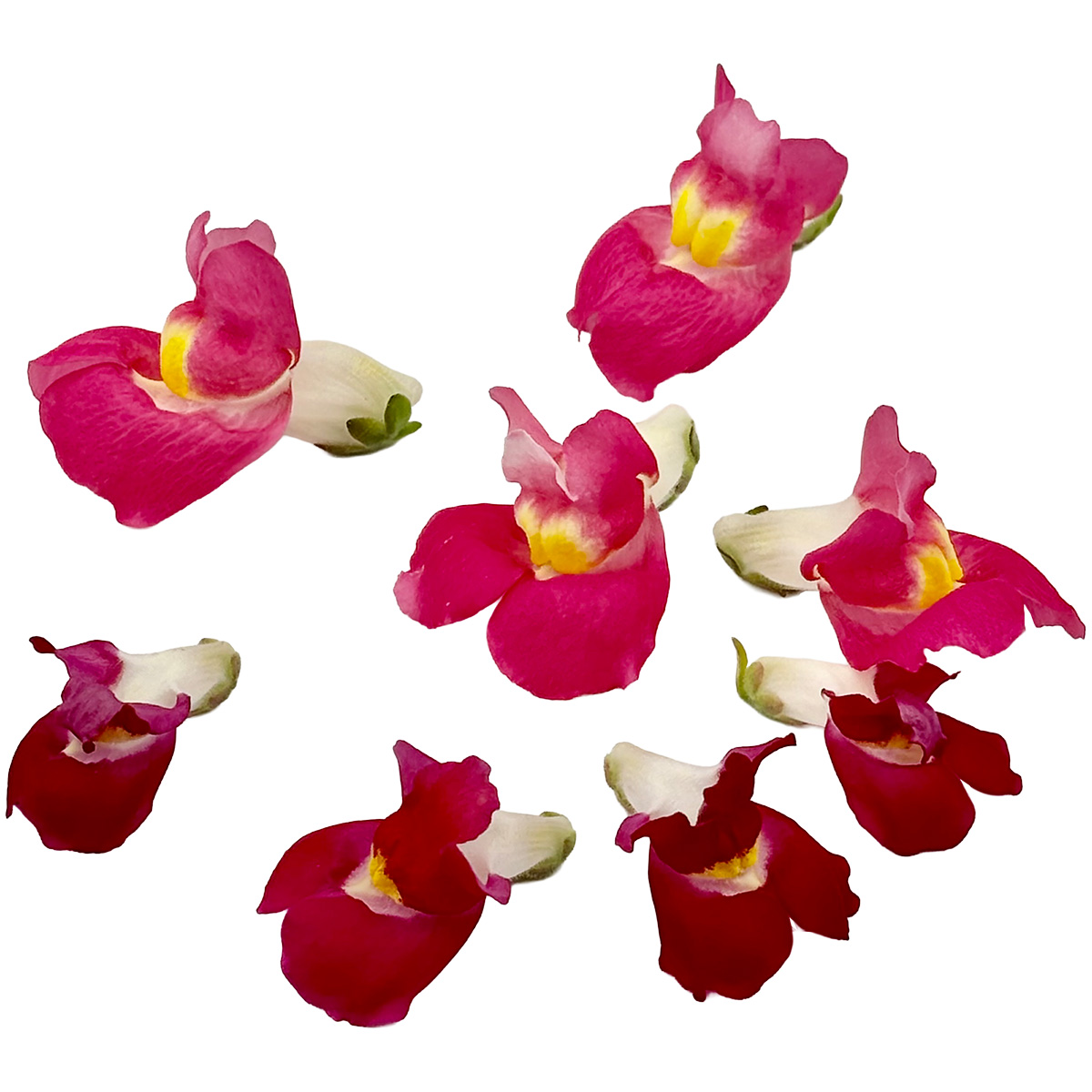 ターコイズ / キンギョソウ バイカラーMIX 20輪