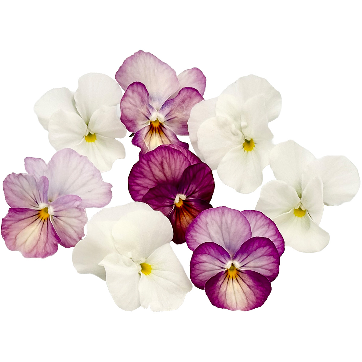 ターコイズ / ビオラ ピンクMIX 20輪