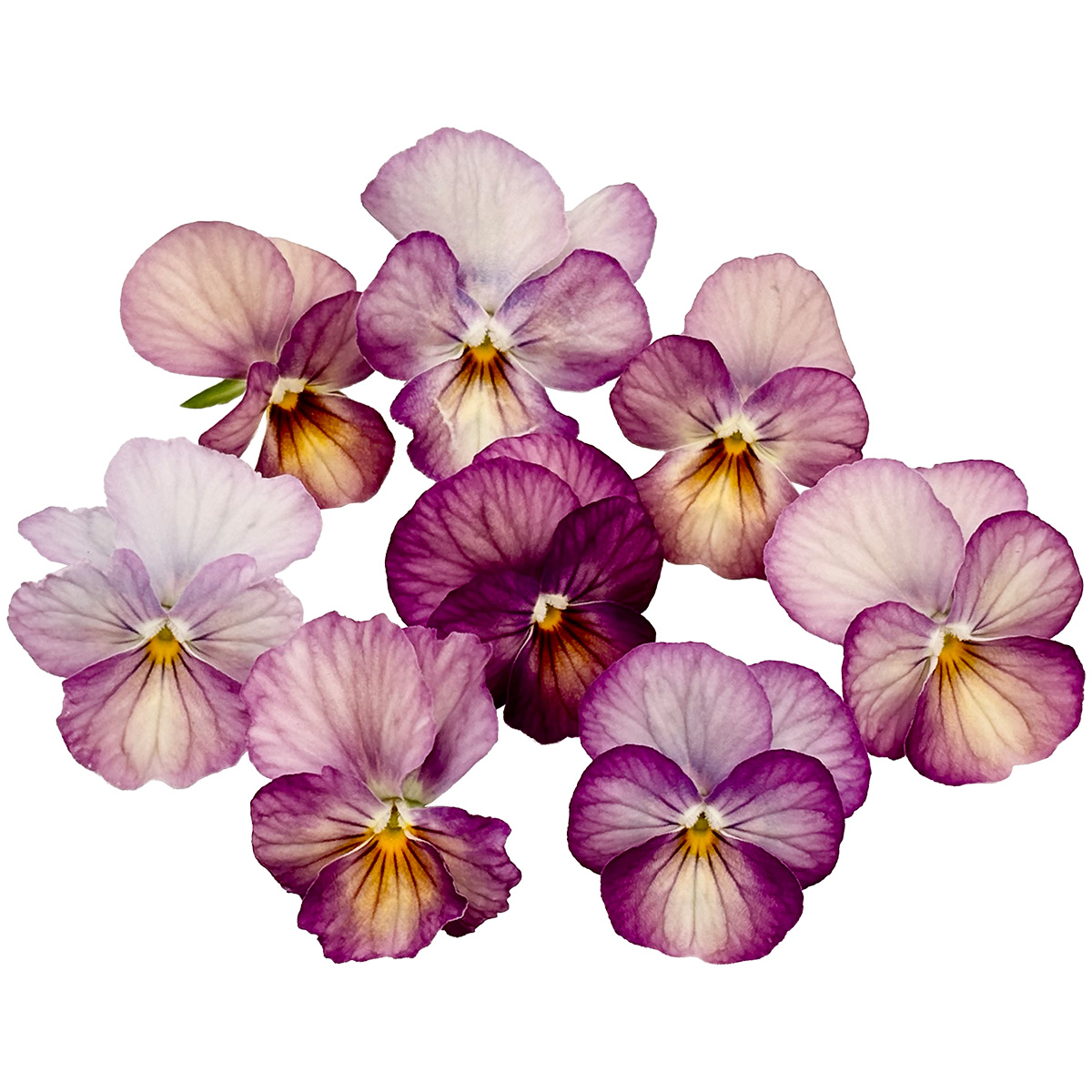 ターコイズ / ビオラ ピンク 20輪