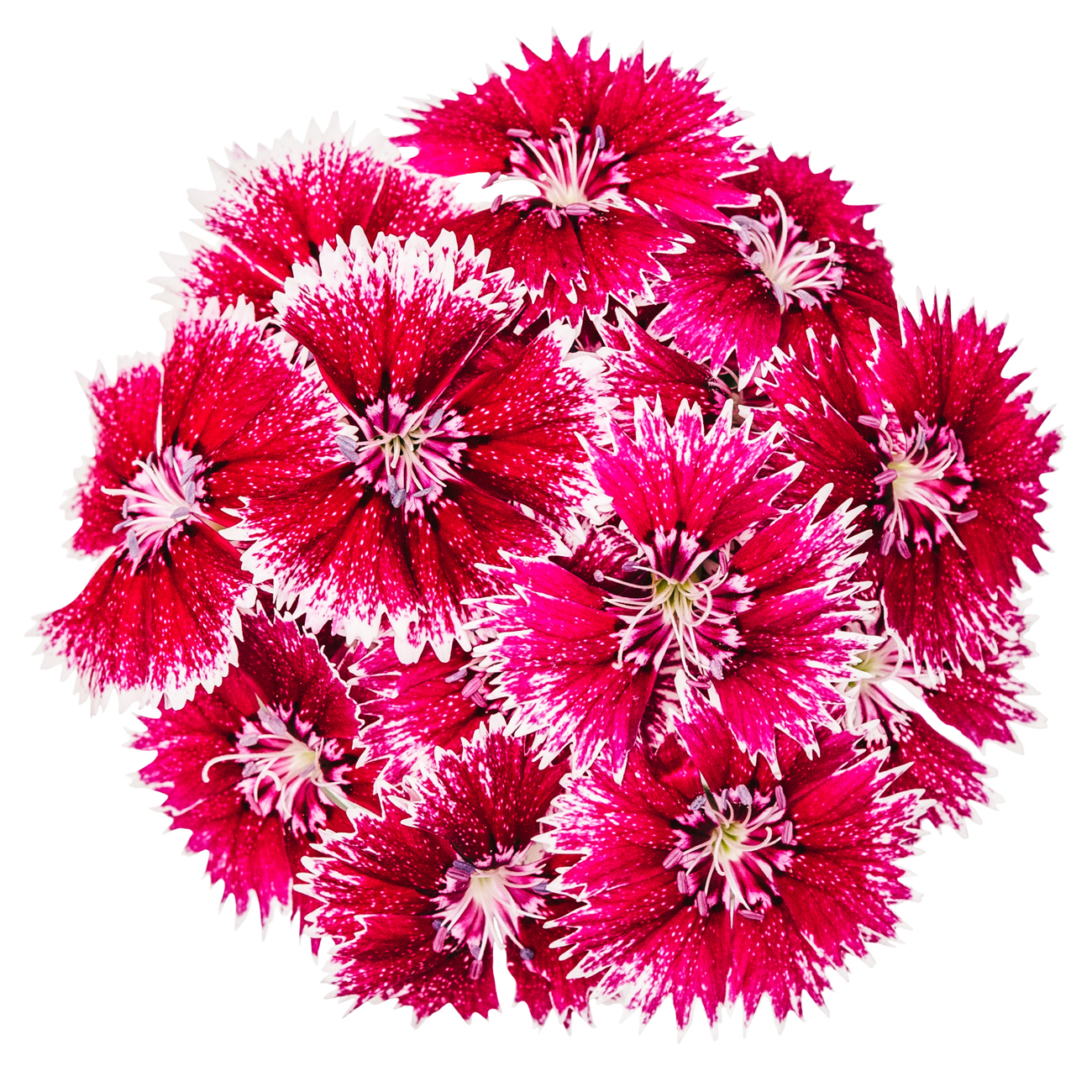 あおぞら農園 / ナデシコ ピコティ 20輪