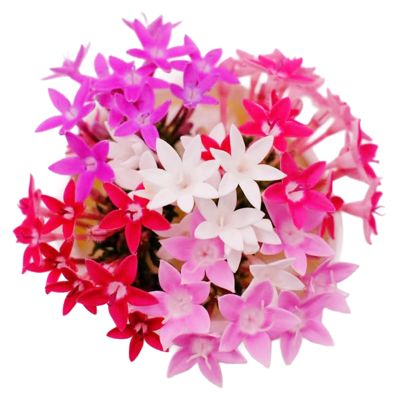 あおぞら農園 / ペンタス MIX 40輪