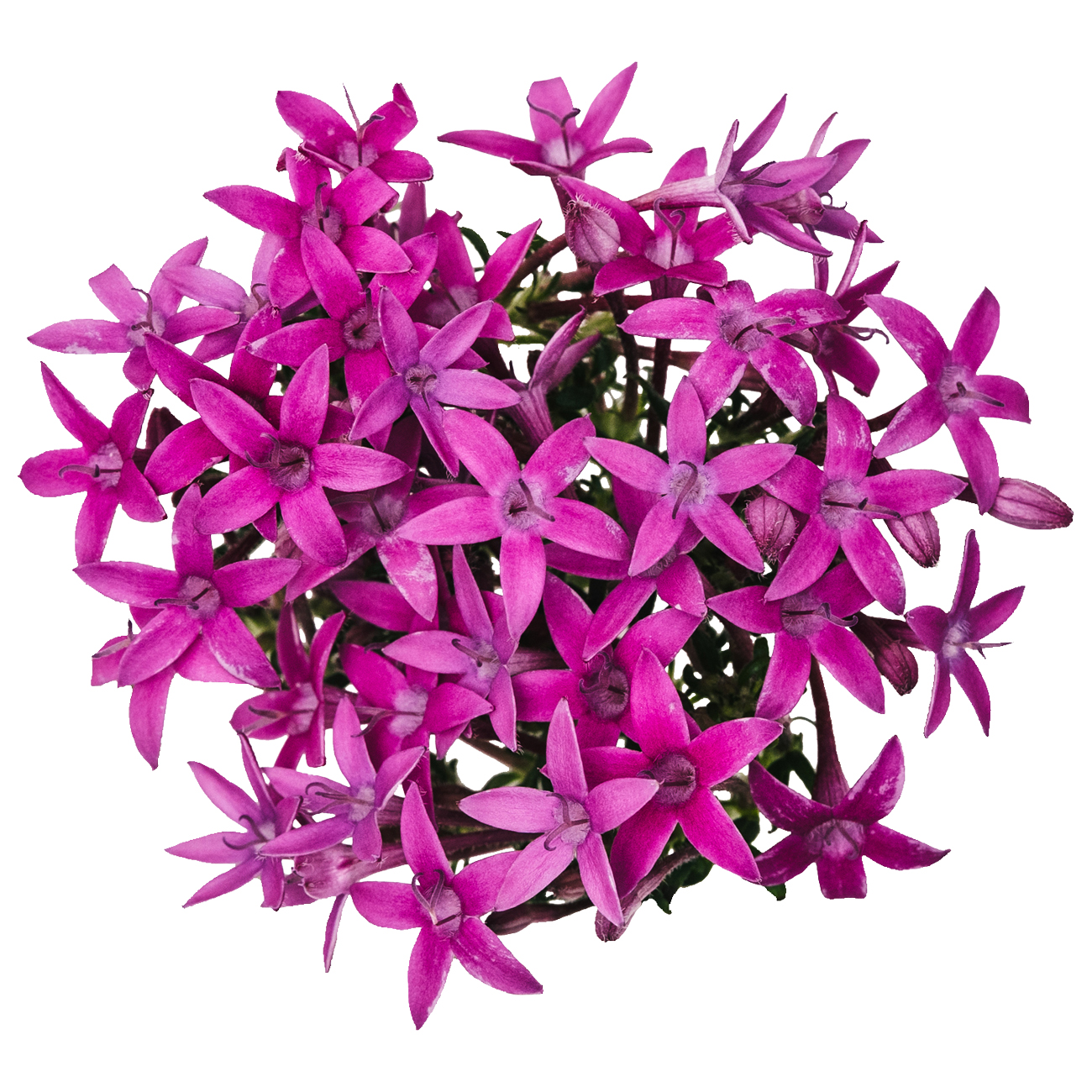 あおぞら農園 / ペンタス パープル 40輪