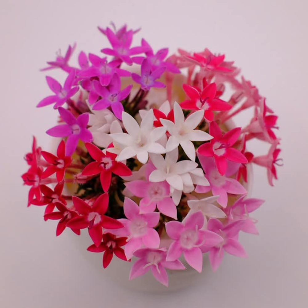 あおぞら農園 / ペンタス MIX 40輪